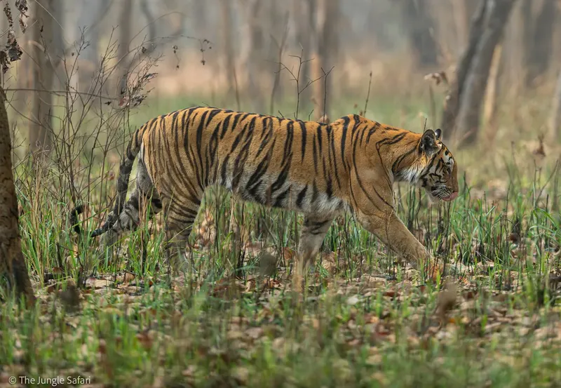 A Royal Bengal Tiger walking through the forest