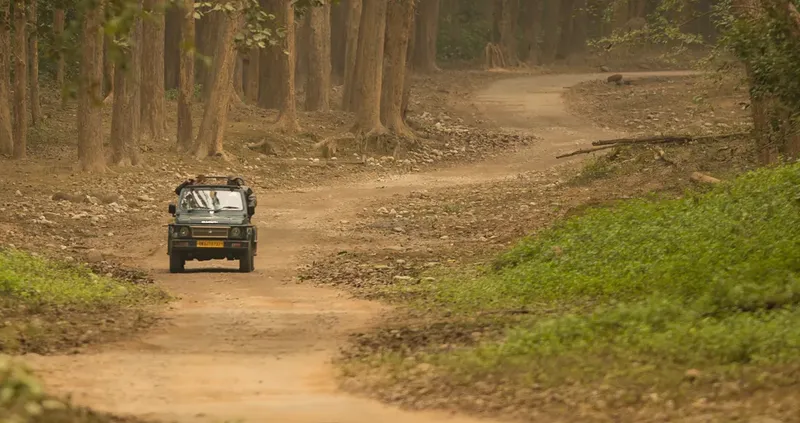 A safari jeep driving along a forest trail surrounded by tall trees