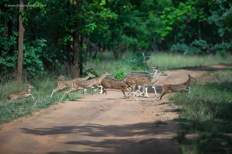 a herd of giraffe walking down a dirt road in Bandhavgarh