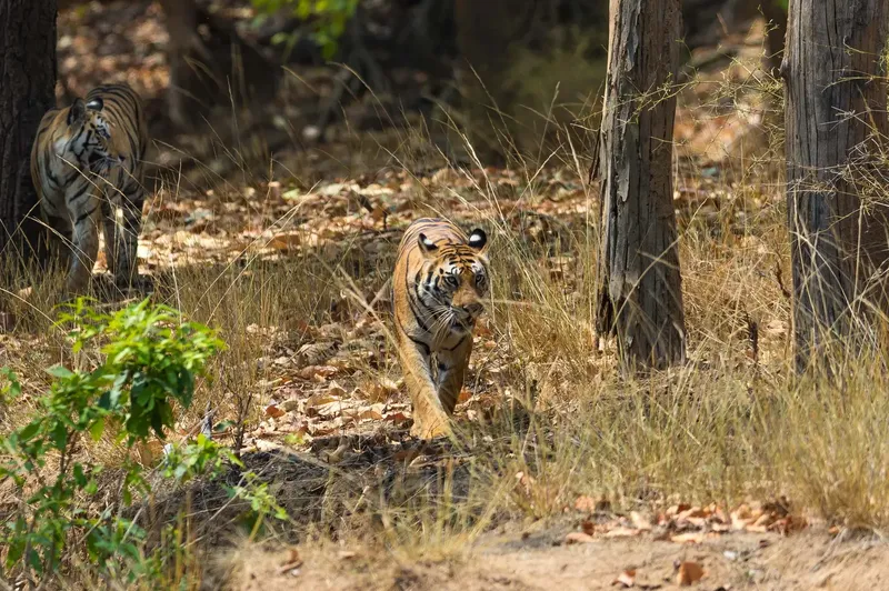 a small bird is standing in the woods in Bandhavgarh