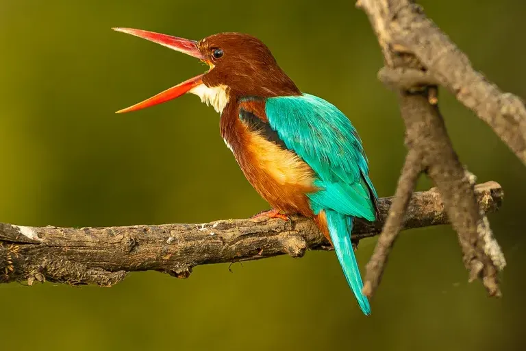 a bird is perched on a branch in a tree in Bharatpur Bird Sanctuary