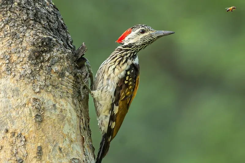 a bird is perched on a tree branch in Bharatpur Bird Sanctuary