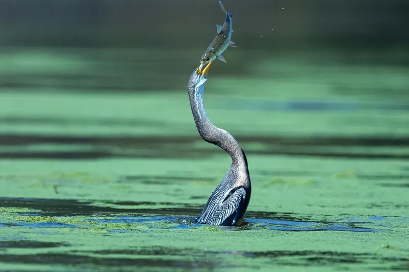 a bird is standing in the water in Bharatpur Bird Sanctuary
