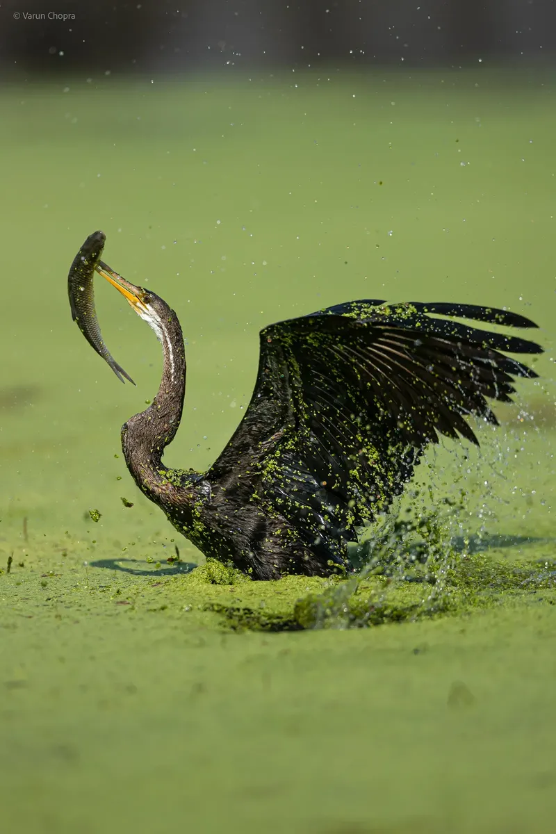 a bird is standing in the water in Bharatpur Bird Sanctuary