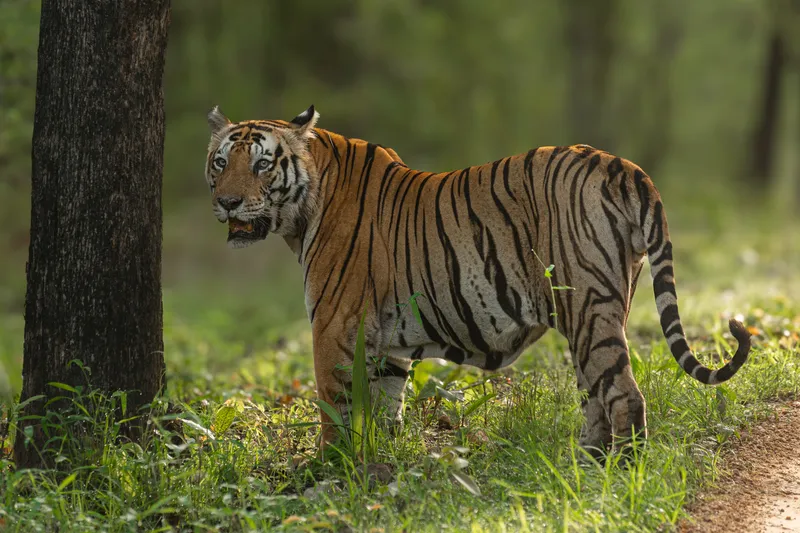 a bird standing on a grassy hillside in Bharatpur Bird Sanctuary
