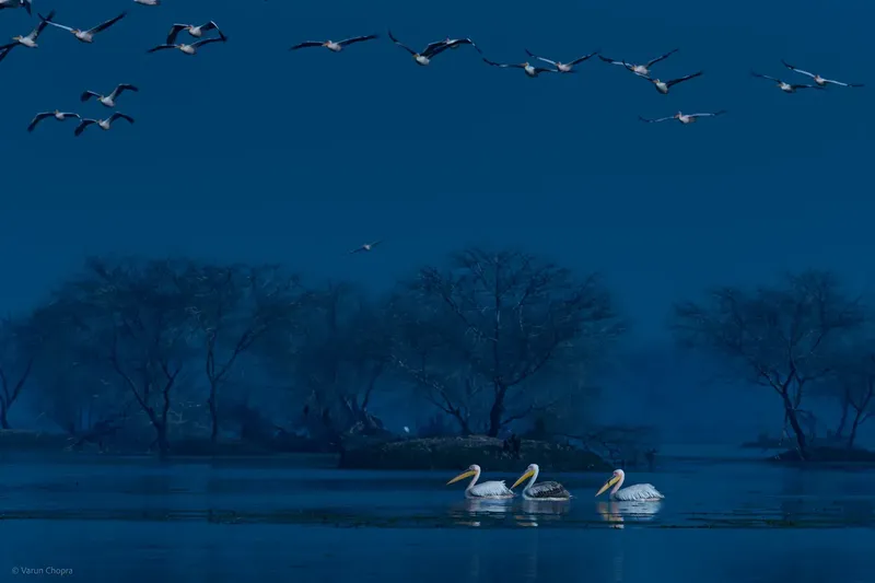 three boats are docked in the water in Bharatpur Bird Sanctuary