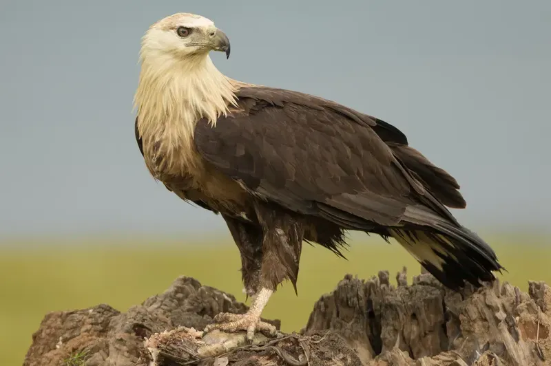 a bird standing on top of a rock in Corbett