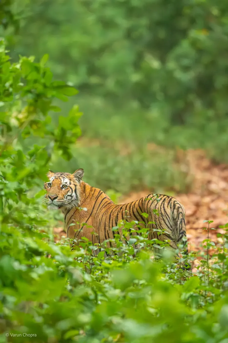 a brown and white bear walking through a field in Corbett