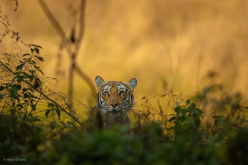 a brown and white zebra standing next to a tree in Corbett