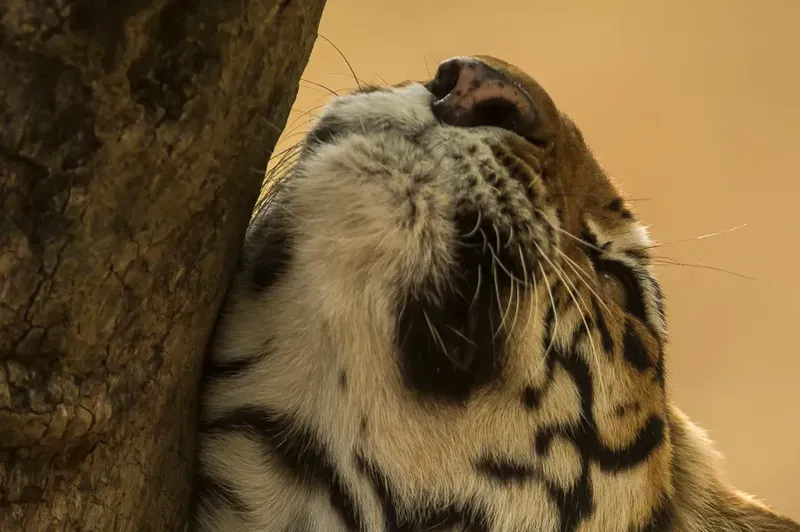 a brown bear is sitting on a tree in Corbett