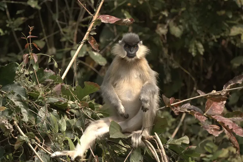a bird sitting on a branch in the woods in Kaziranga