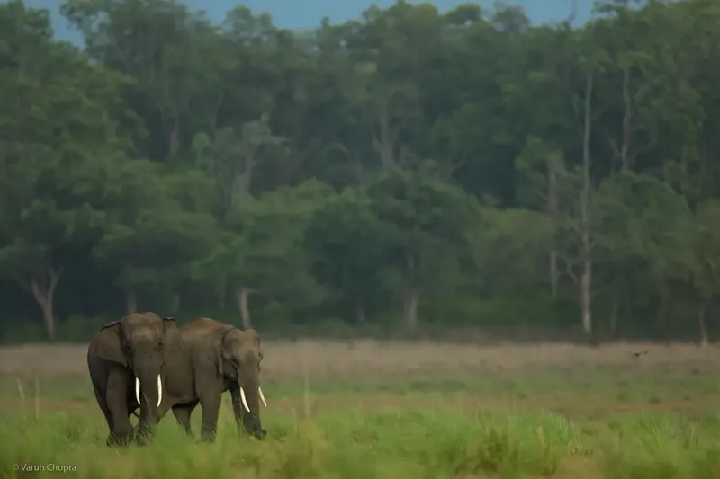 a large elephant walking through a grassy field in Corbett