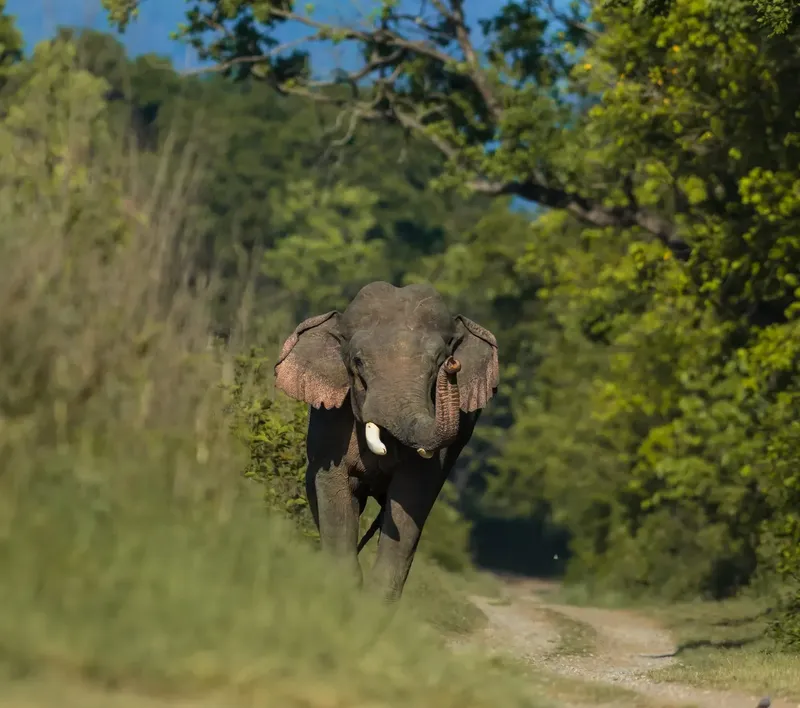 a zebra walking on a dirt road with trees in Corbett