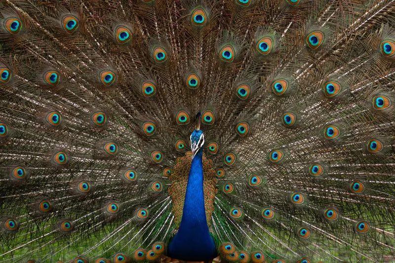 a peacock displaying its vibrant feathers in Corbett