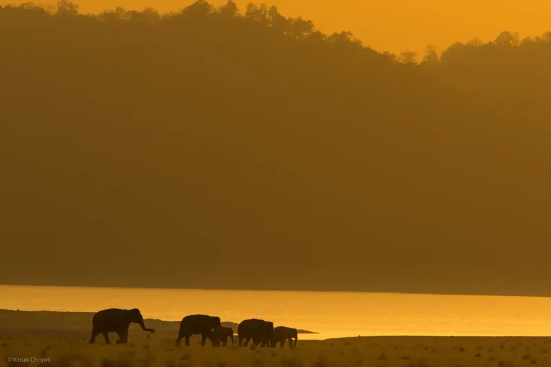 three horses grazing on a grassy field near a lake in Corbett