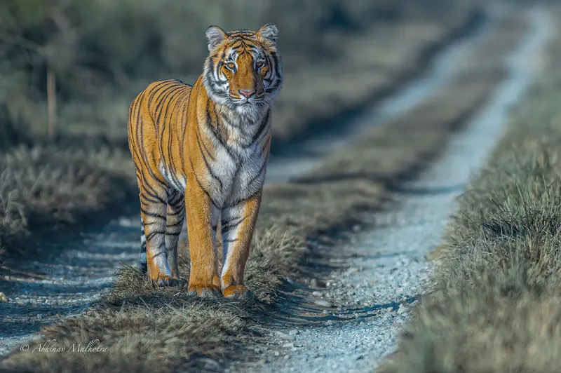 A Royal Bengal Tiger standing on a dirt road at dusk with misty blue hills in the background in Corbett National Park