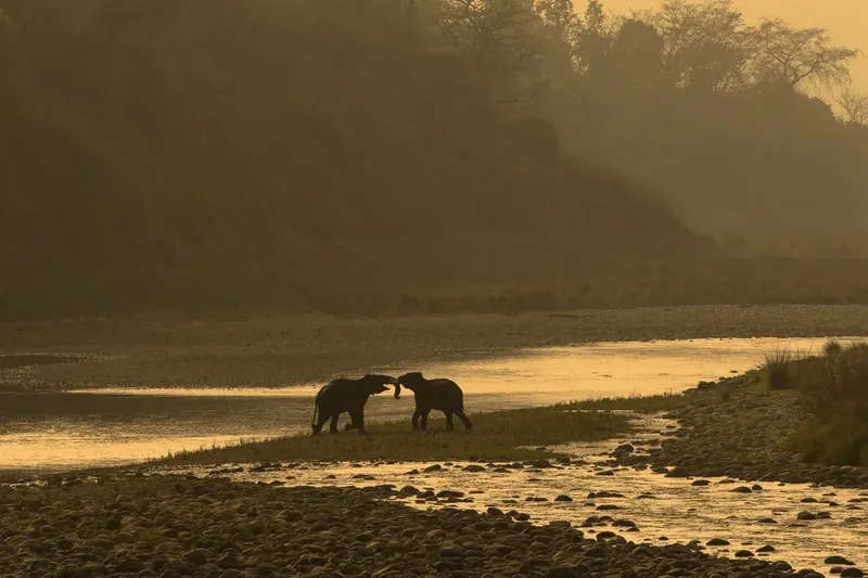 two horses are walking through a field in Corbett