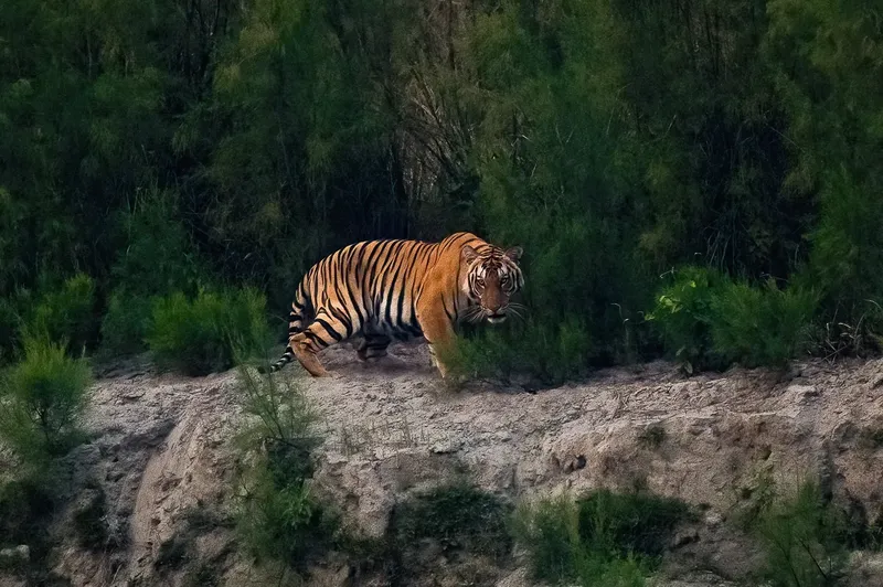 a zebra is standing in the middle of a field in Kaziranga