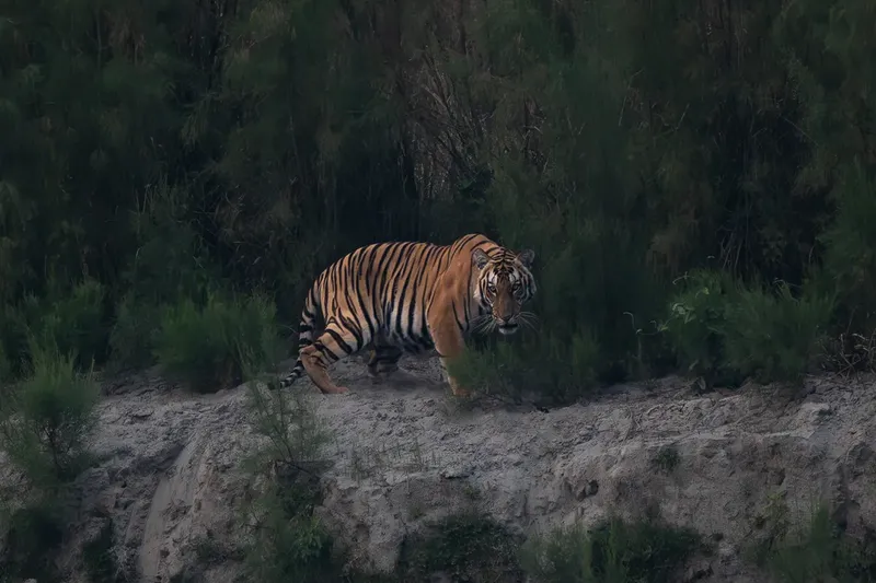 A Bengal tiger walking along a sandy ridge in Kaziranga