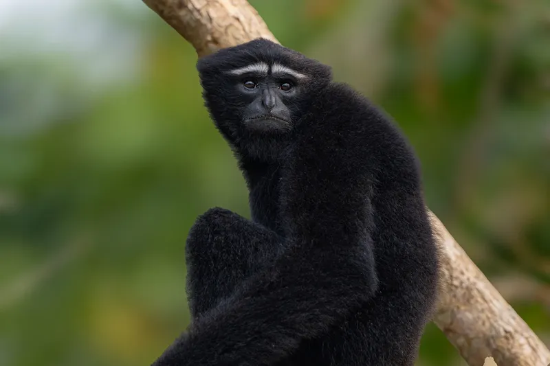 A Hoolock gibbon sitting on a tree branch in Kaziranga