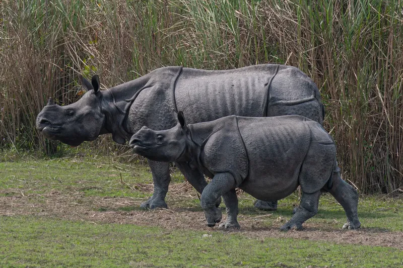A great Indian one-horned rhinoceros mother and calf walking through grassland in Kaziranga National Park