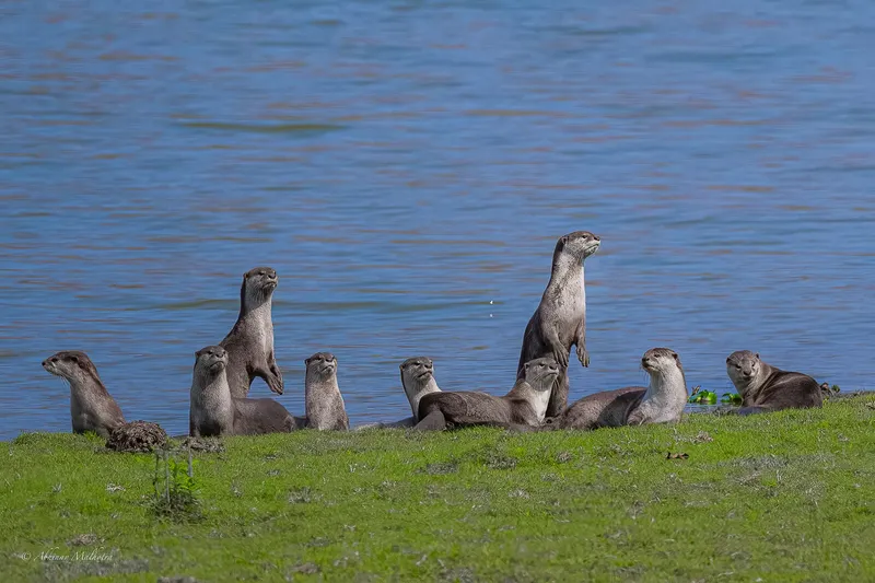 A group of smooth-coated otters resting on a green riverbank in Kaziranga
