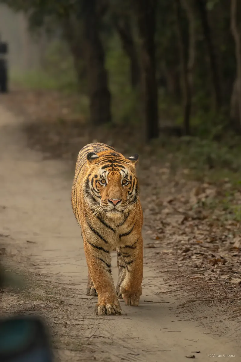 a brown and white bear walking down a dirt road in Pilibhit