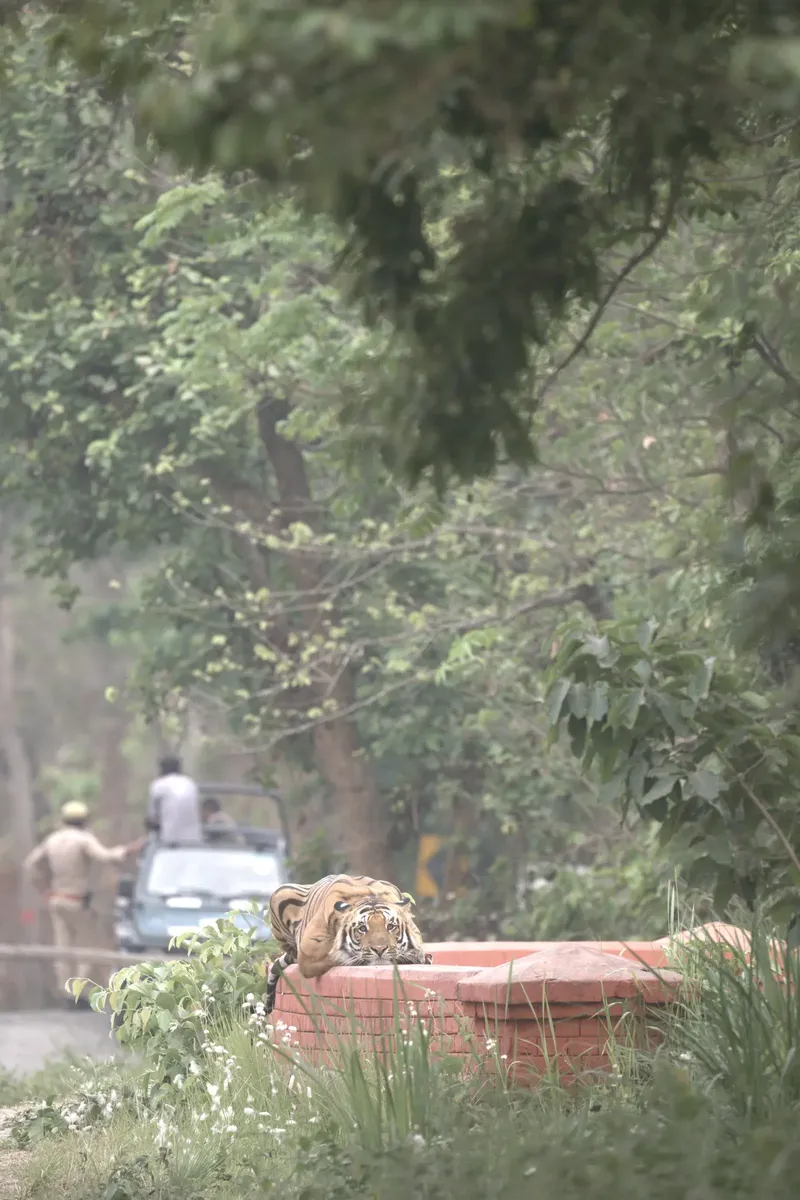 a dog is sitting in the back of a truck in Pilibhit