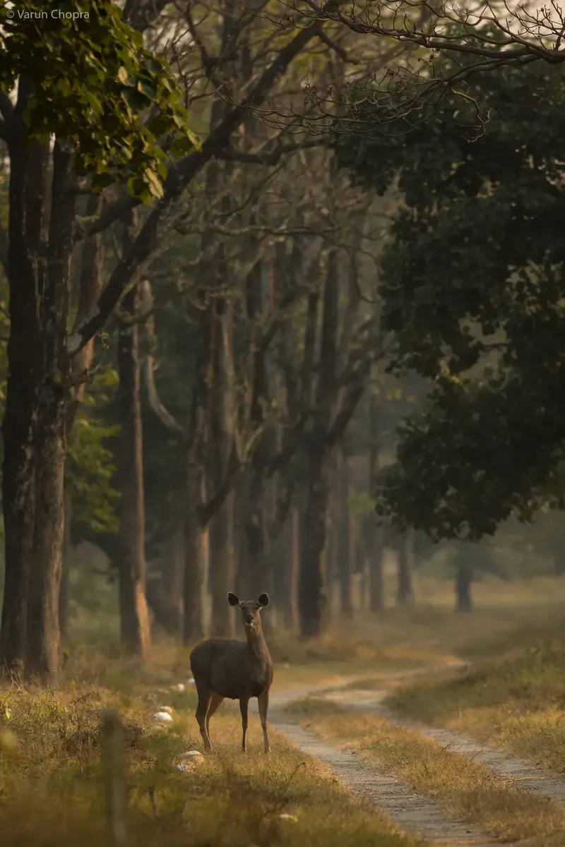 a horse and a donkey are walking through a field in Rajaji TR