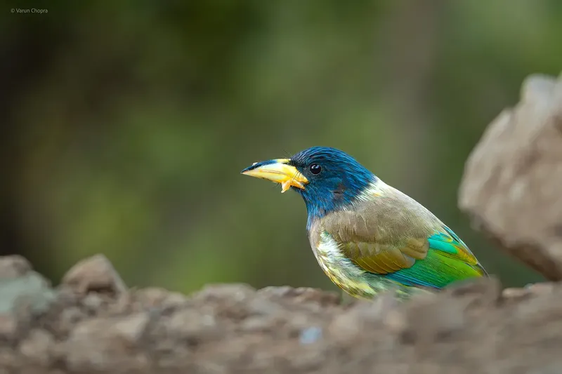 a bird sitting on a rock in the middle of a field in Sattal
