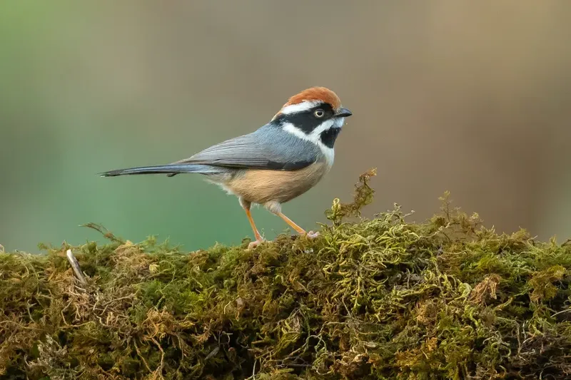 a small bird standing on a small piece of wood in Sattal